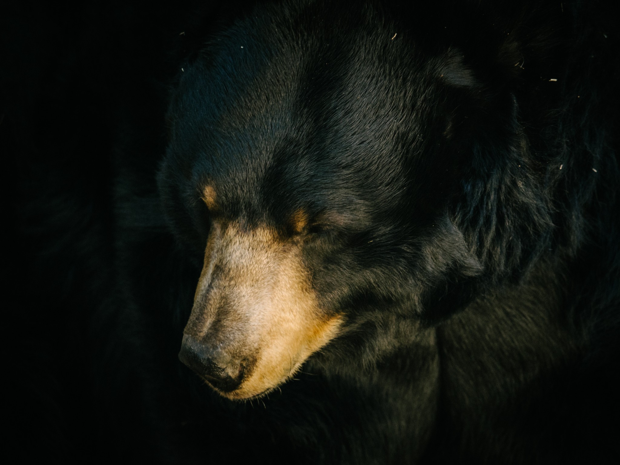 Black-Bear.jpg