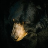 Black-Bear