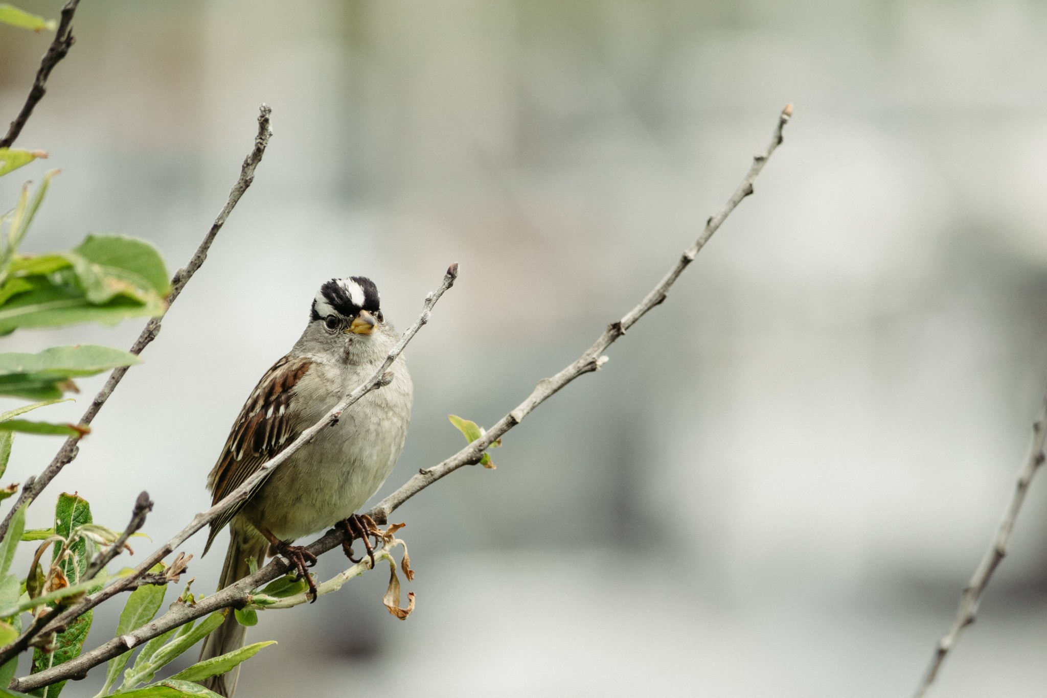 White-Crowned-Sparrow-2.jpg