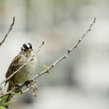 White-Crowned-Sparrow-2