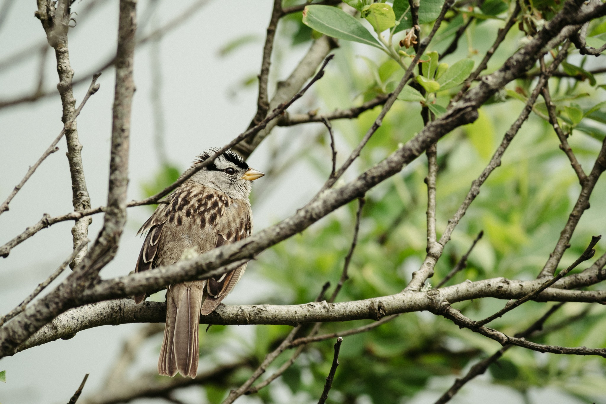 White-Crowned-Sparrow.jpg