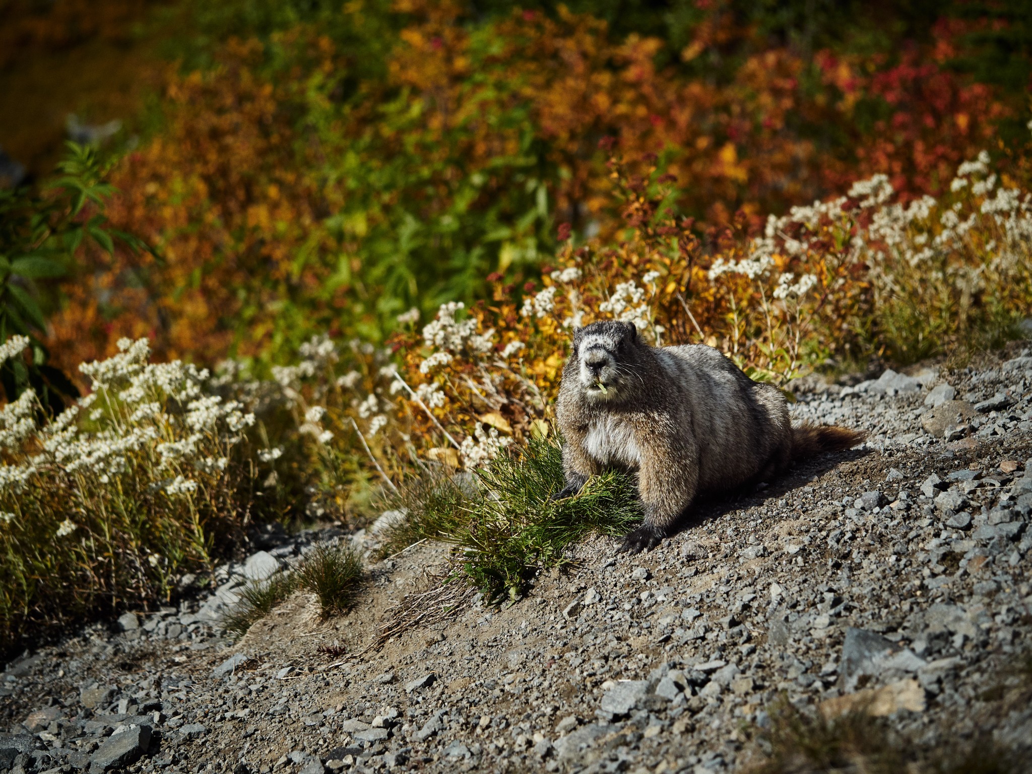 Mt-Rainier---Nice-Marmot-08.jpg