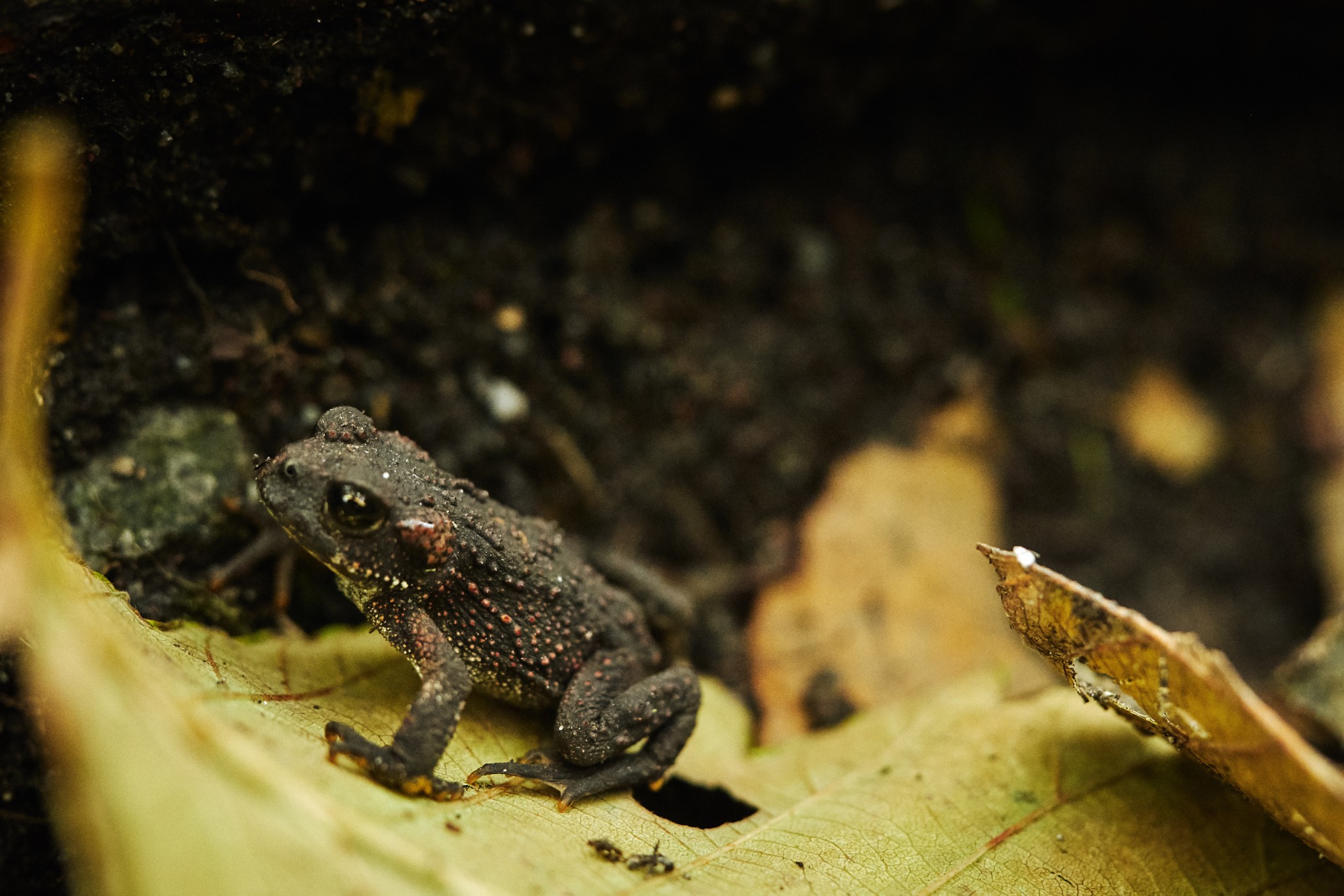 St-Helens-and-Hummocks-Trail---Toad-10.jpg