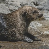 08-Sea-Otter