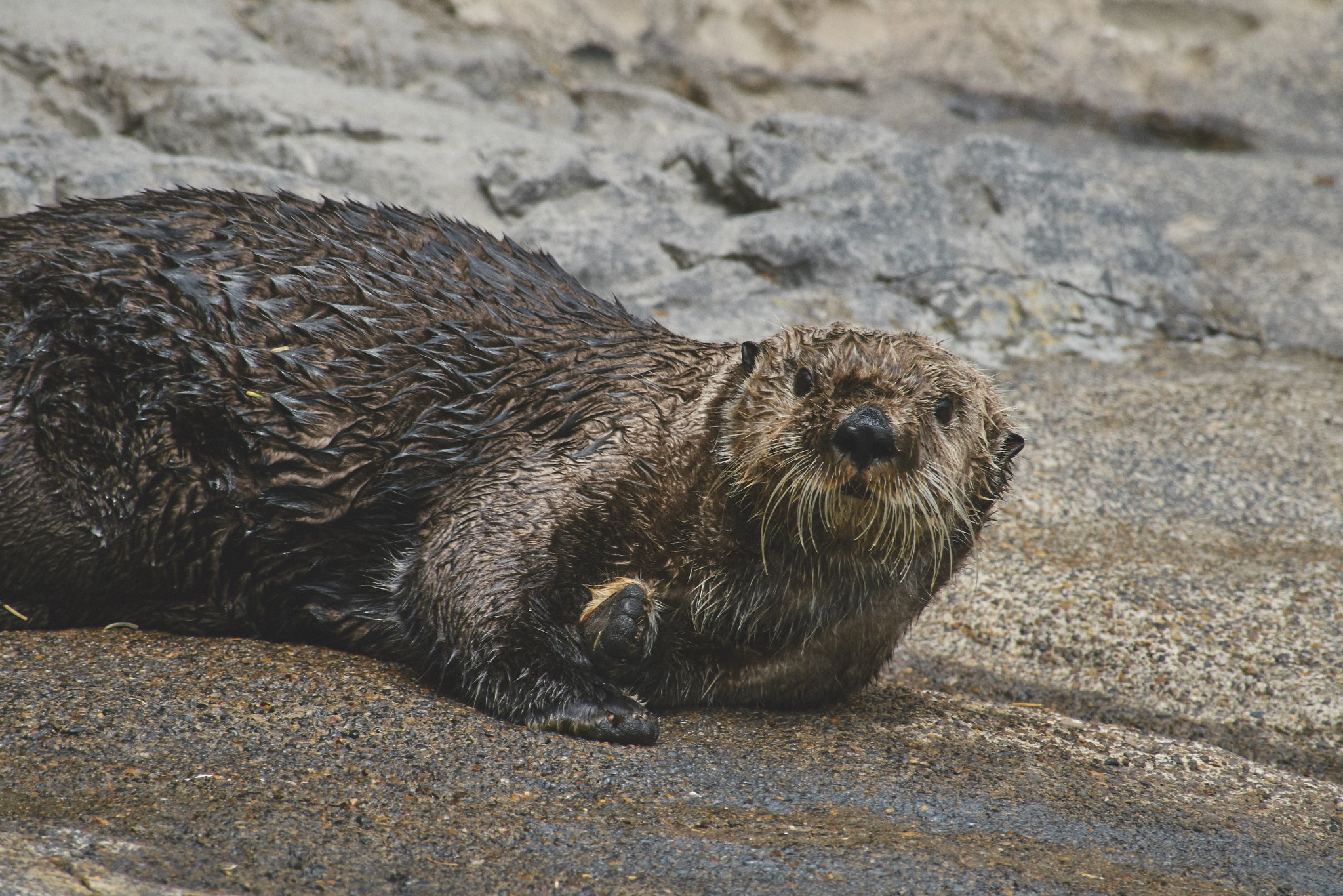 13-Sea-Otter.jpg