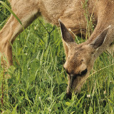 03-Deer