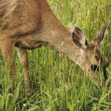 04-Deer