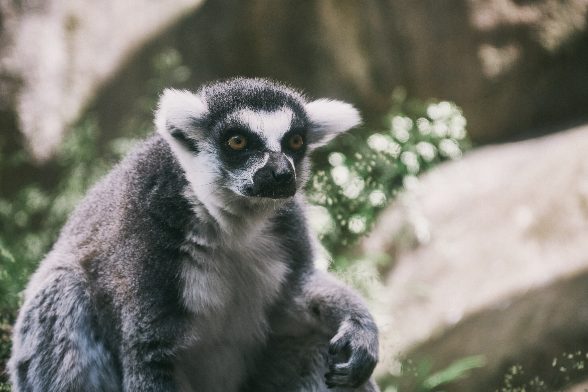 Ring-tailed-lemur.jpg