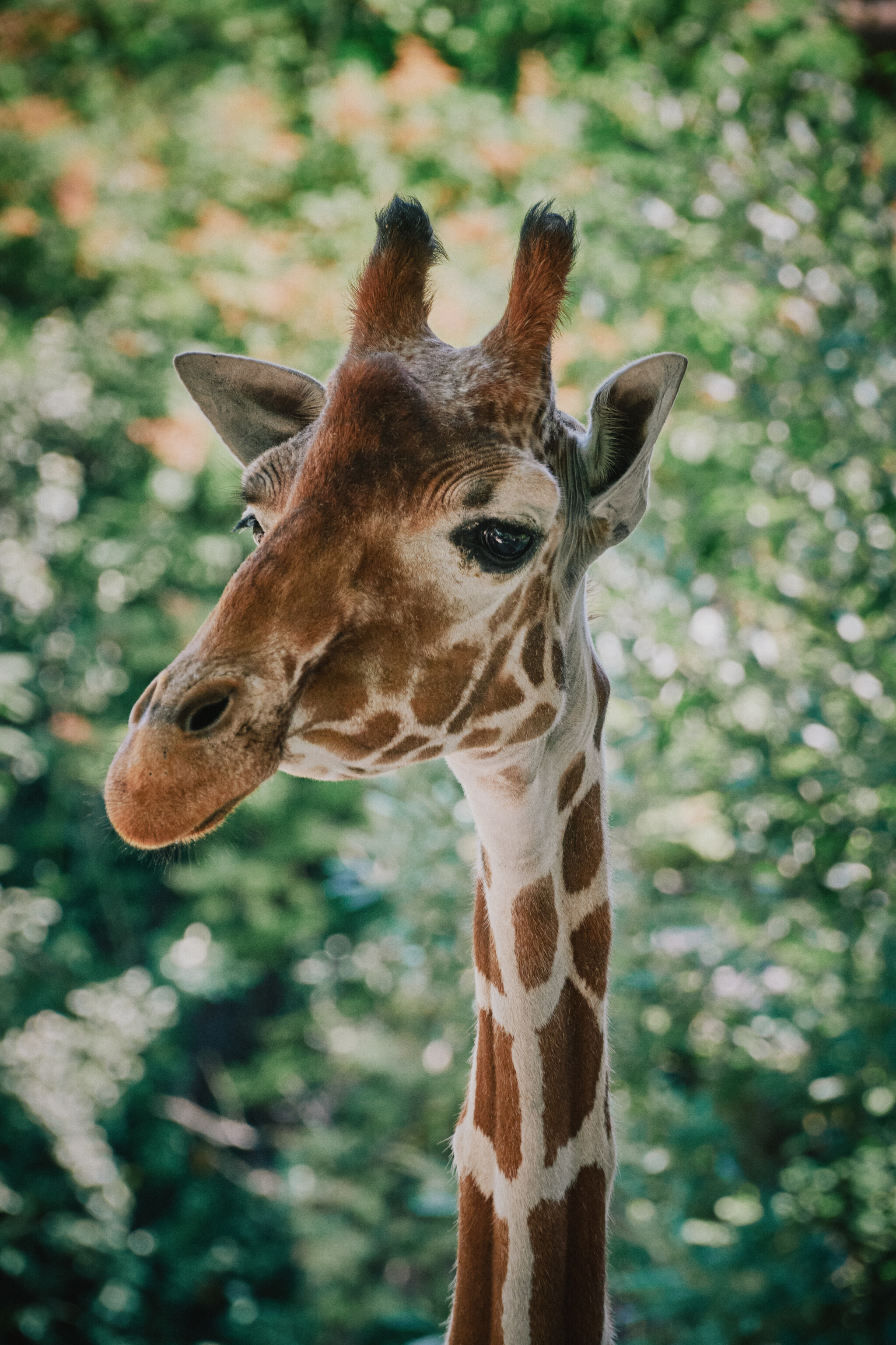 Somali giraffe