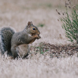 Grey-Squirrel