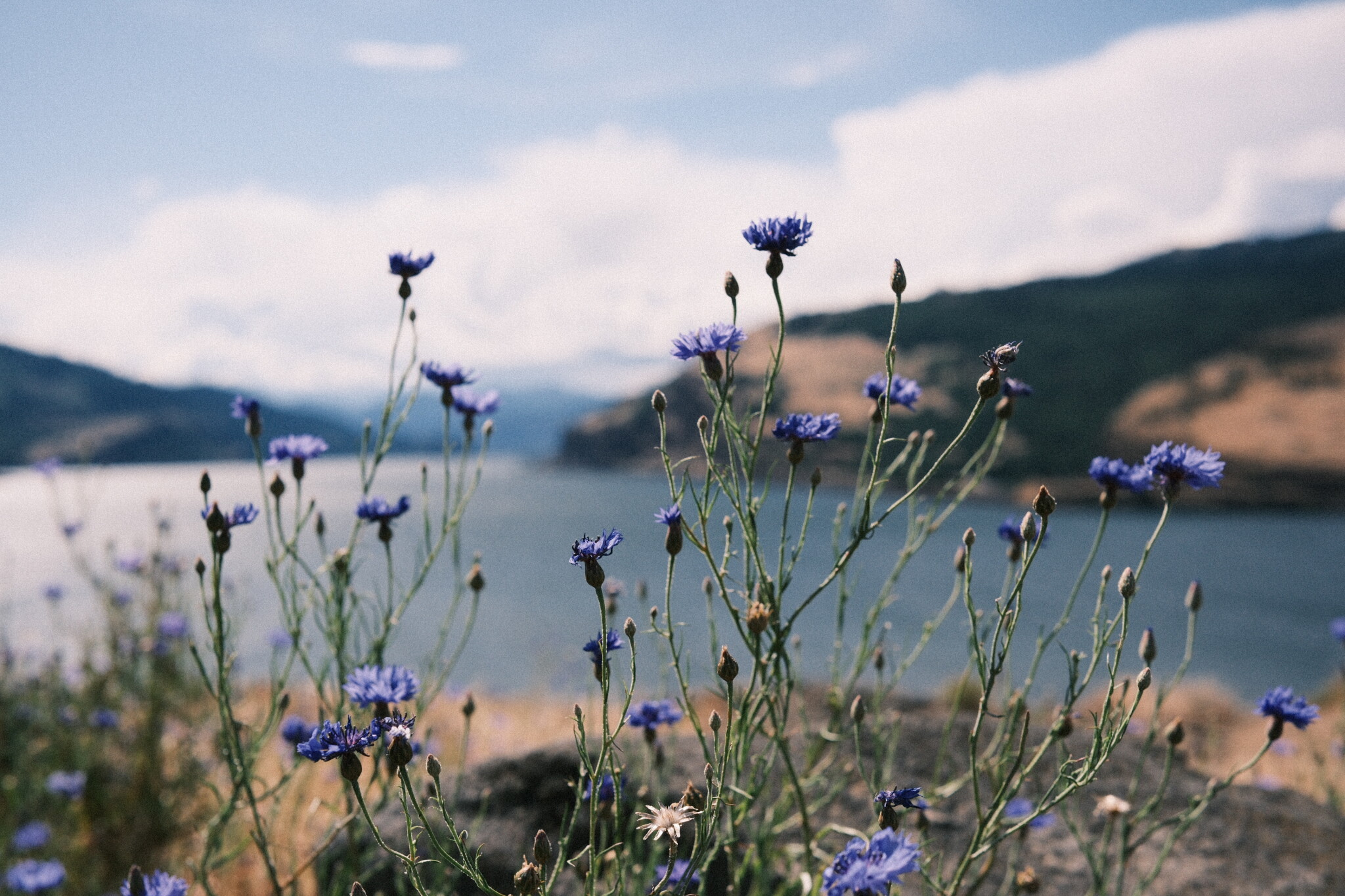 Gorge-Wildflowers.jpg