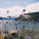 Gorge-Wildflowers