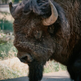 American-Bison