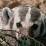 Badger