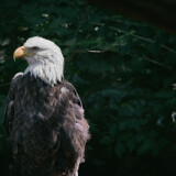 Bald-Eagle