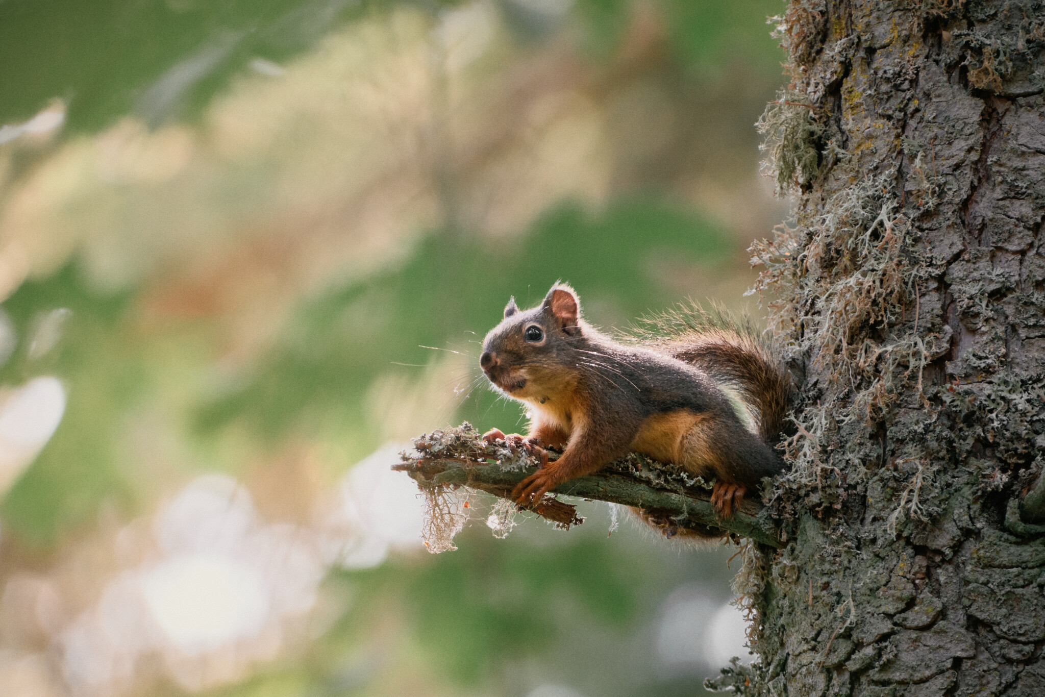 Douglas-Squirrel.jpg