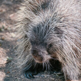 Porcupine