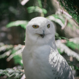 Snowy-Owl