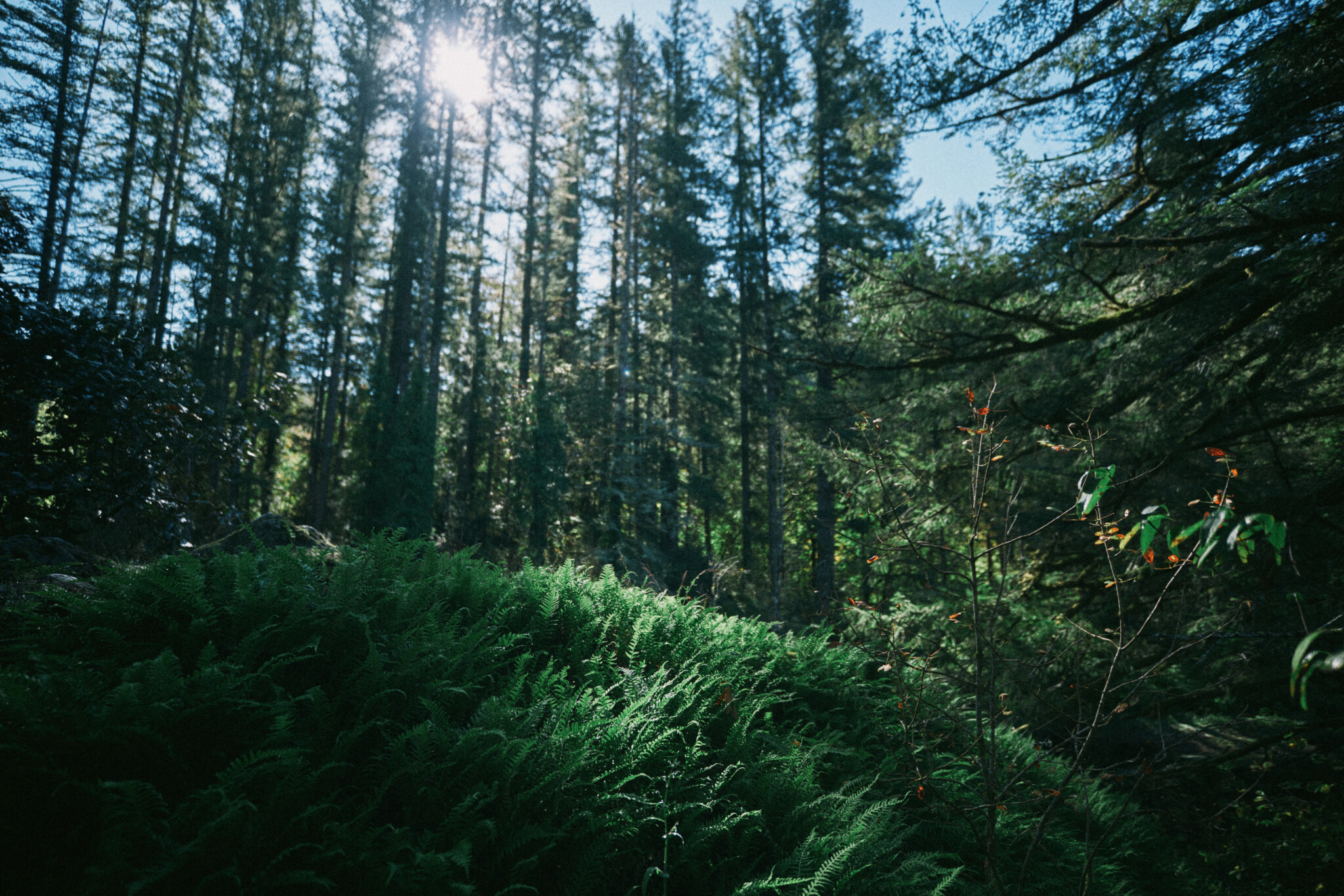 Ferns