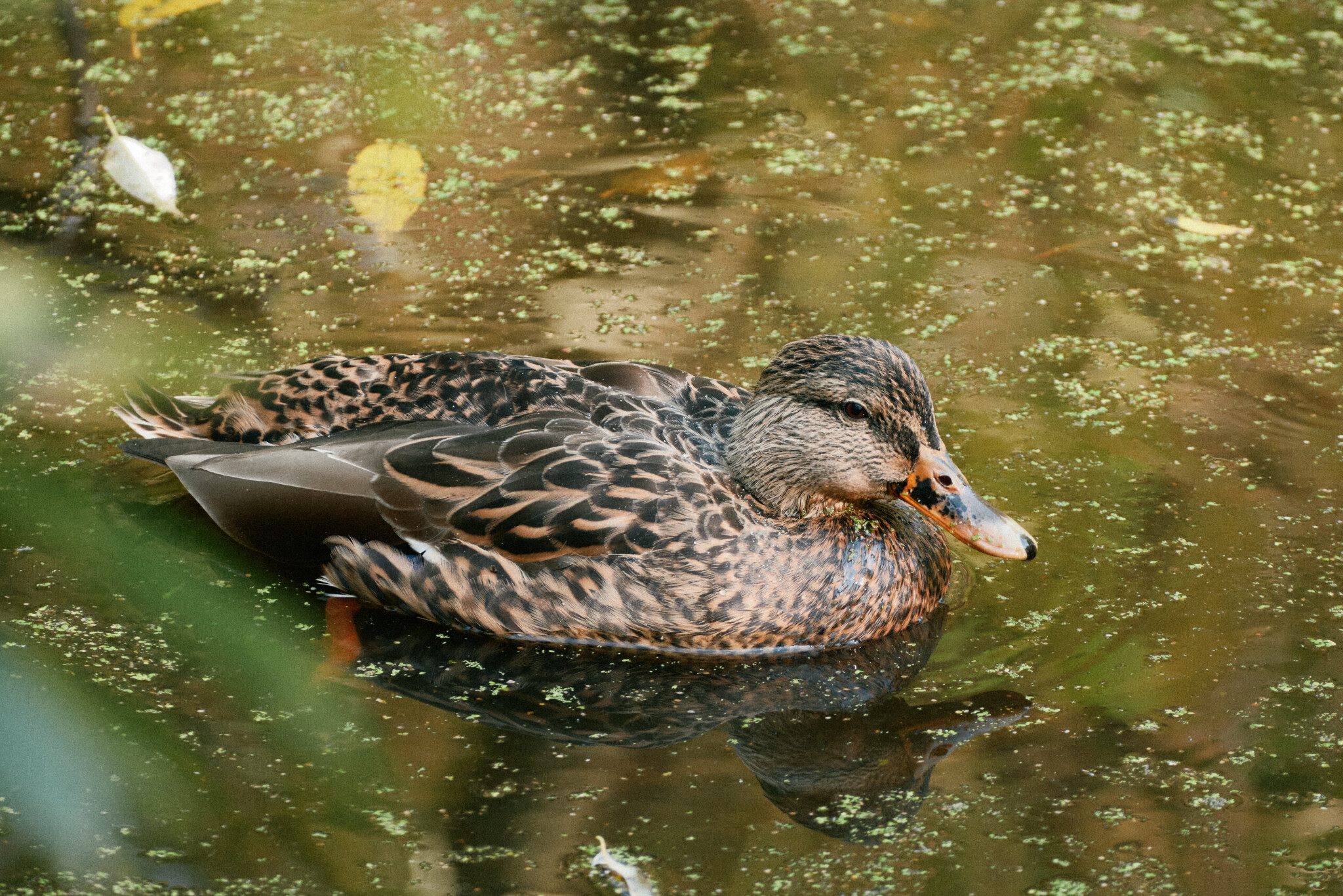 Female Mallard