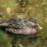 Female-Mallard