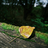 Leaf-Off