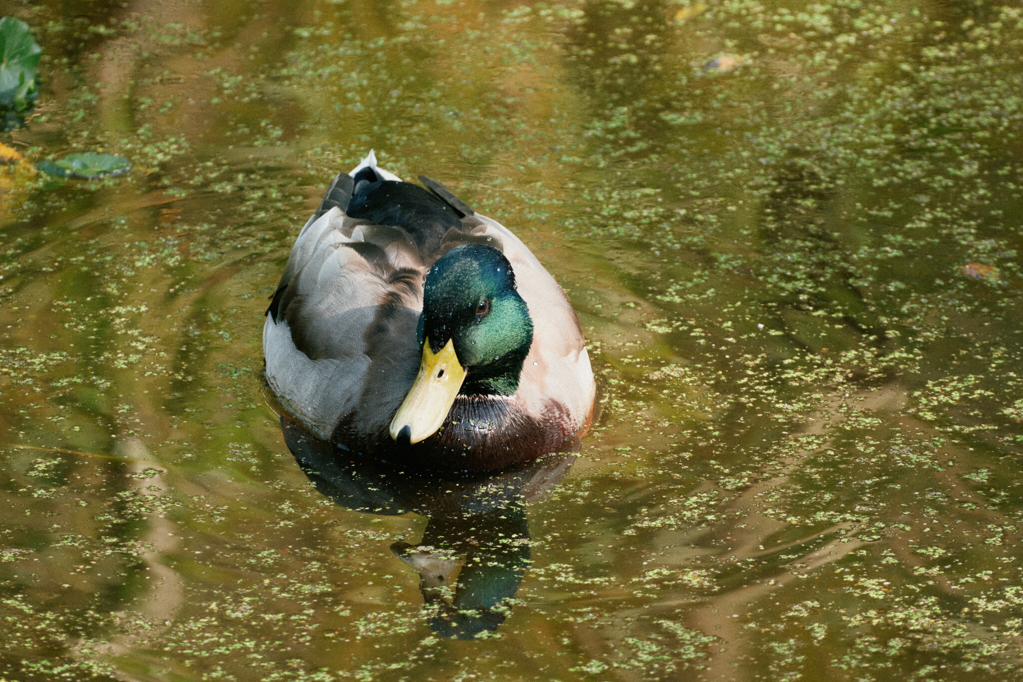 Mallard