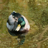 Mallard