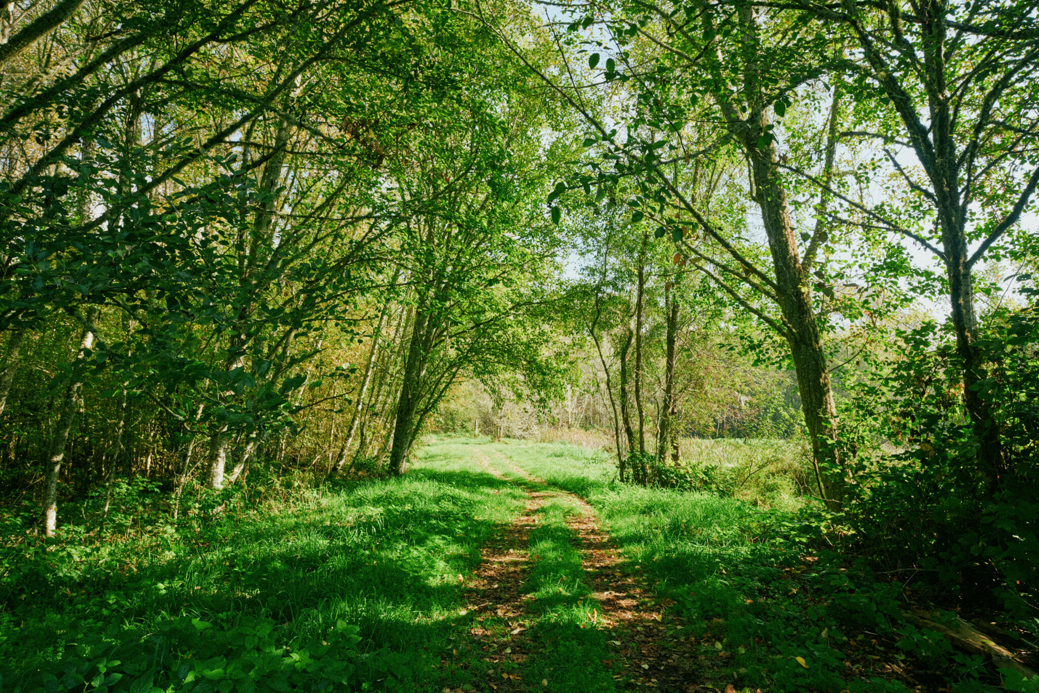 The Clearing (at the End of the Path)