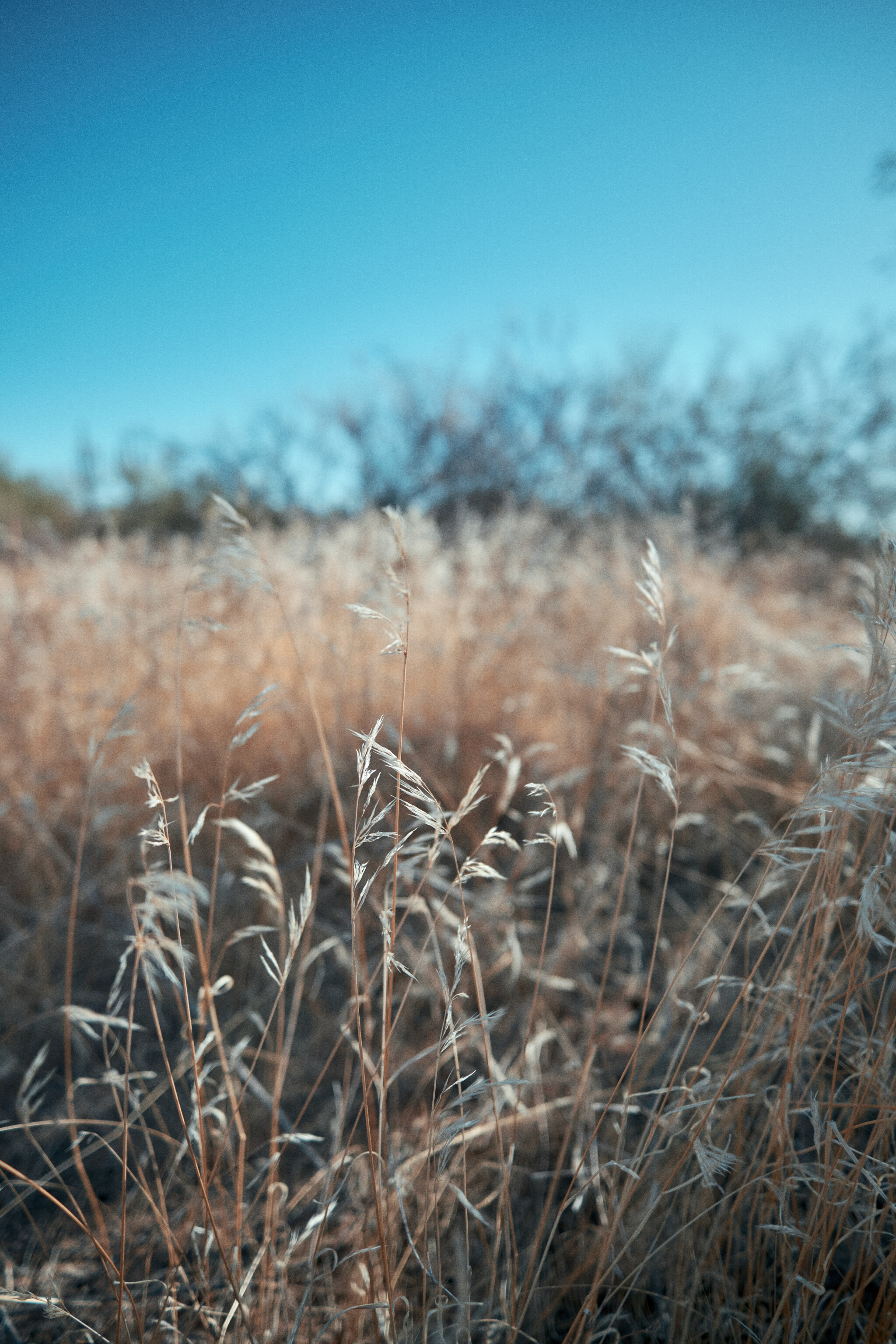 Desert-Grass.jpg