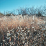 Desert-Grass