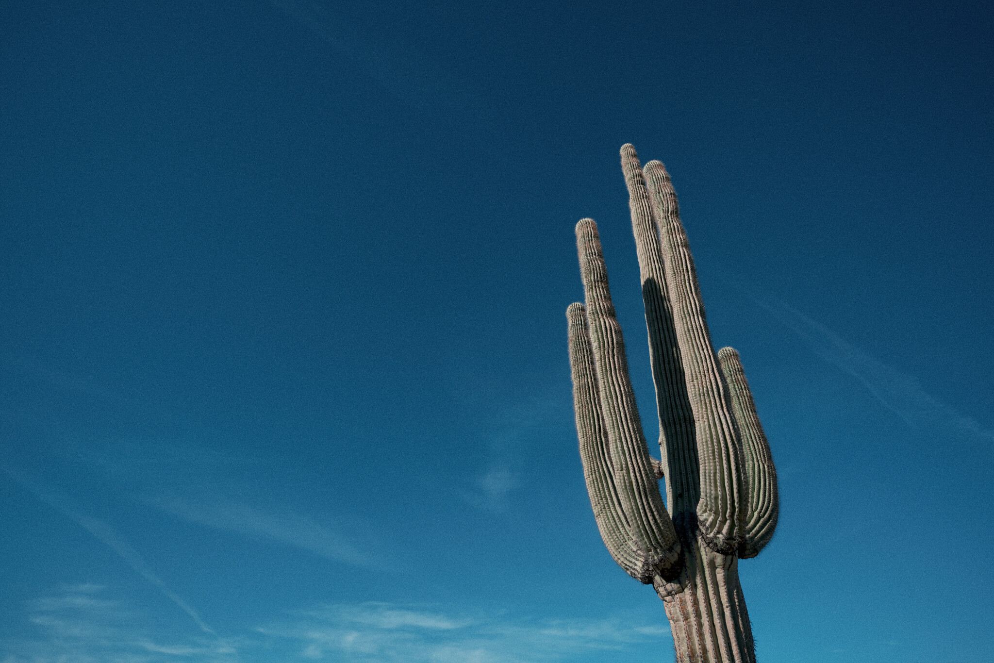 Saguaro-Cactus.jpg