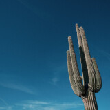 Saguaro-Cactus