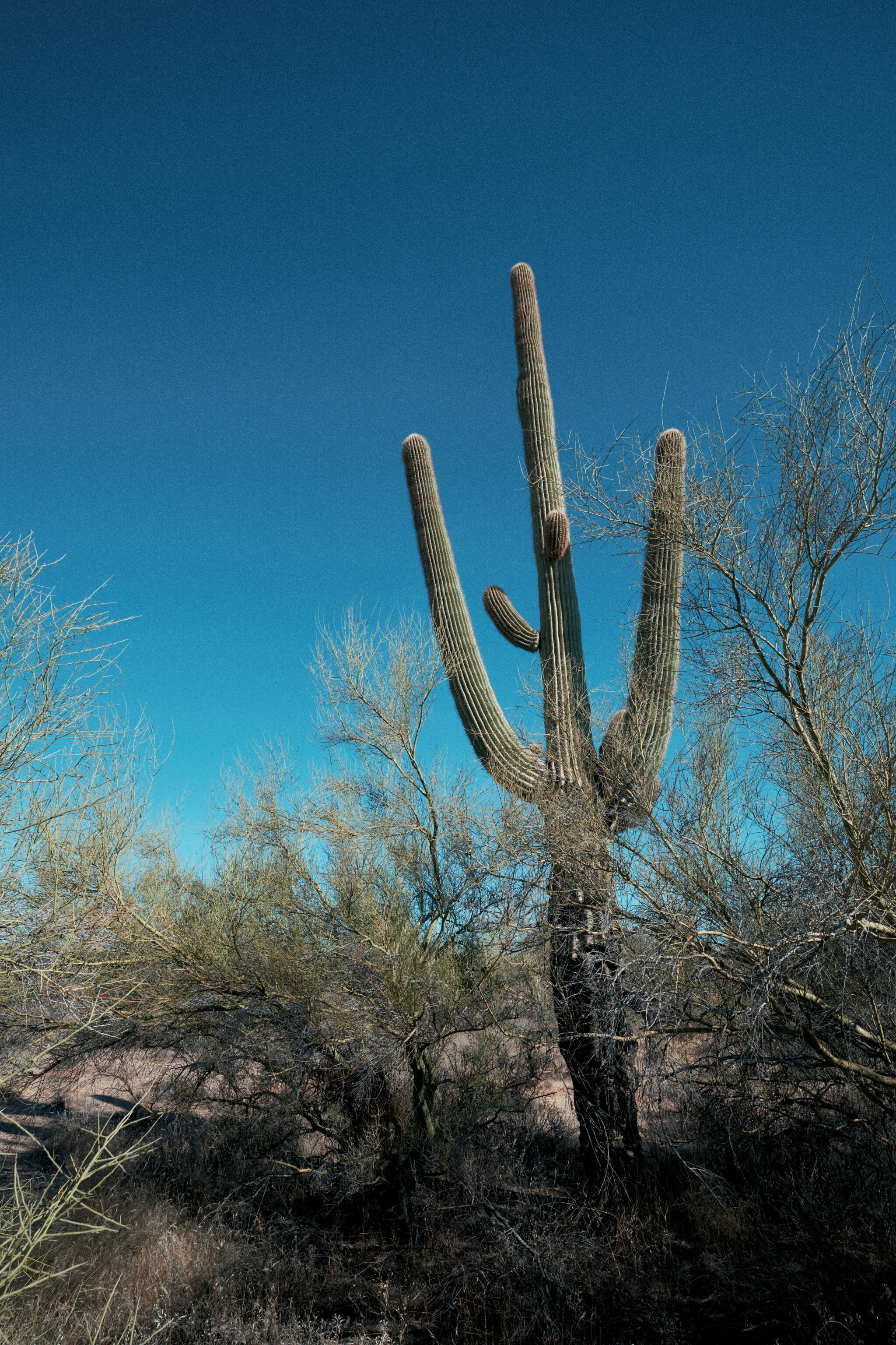 The-Sonoran-Desert.jpg