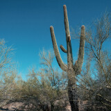 The-Sonoran-Desert