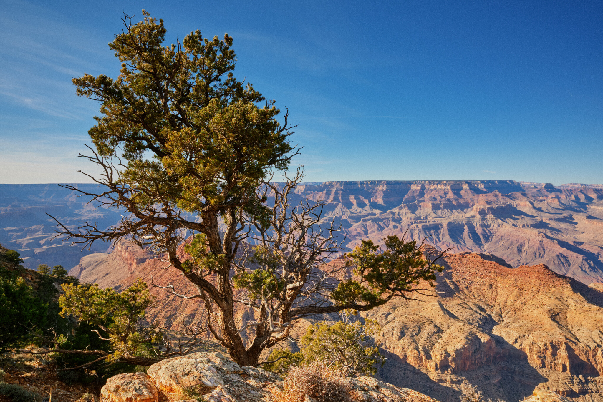 Pinyon-Pine.jpg