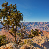 Pinyon-Pine