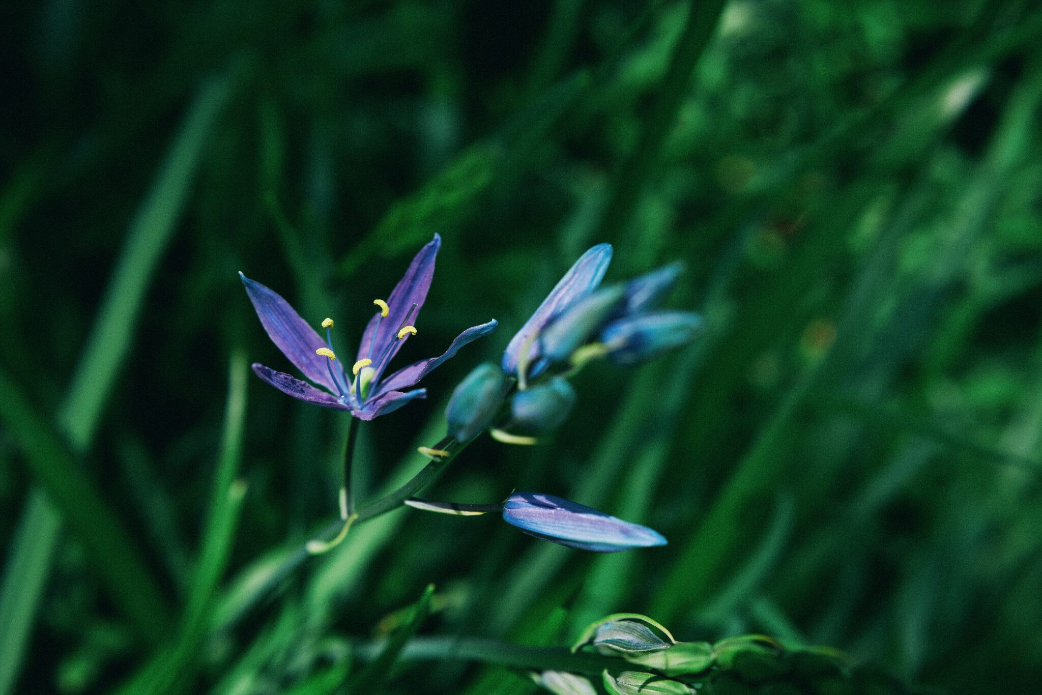 Common-Camas.jpg