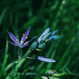 Common-Camas