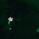 Flox