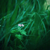 Grow