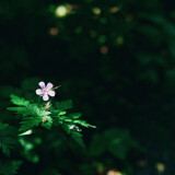 Sunlight