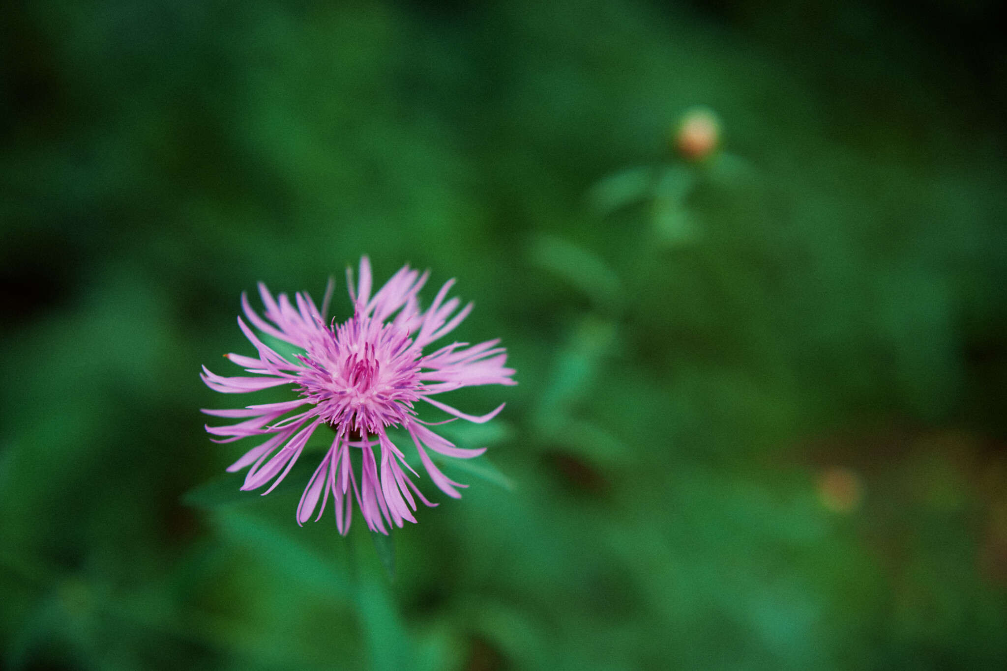 Centaurea-diffusa.jpg