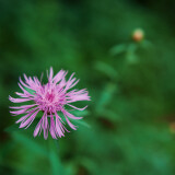 Centaurea-diffusa