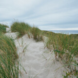 Dune