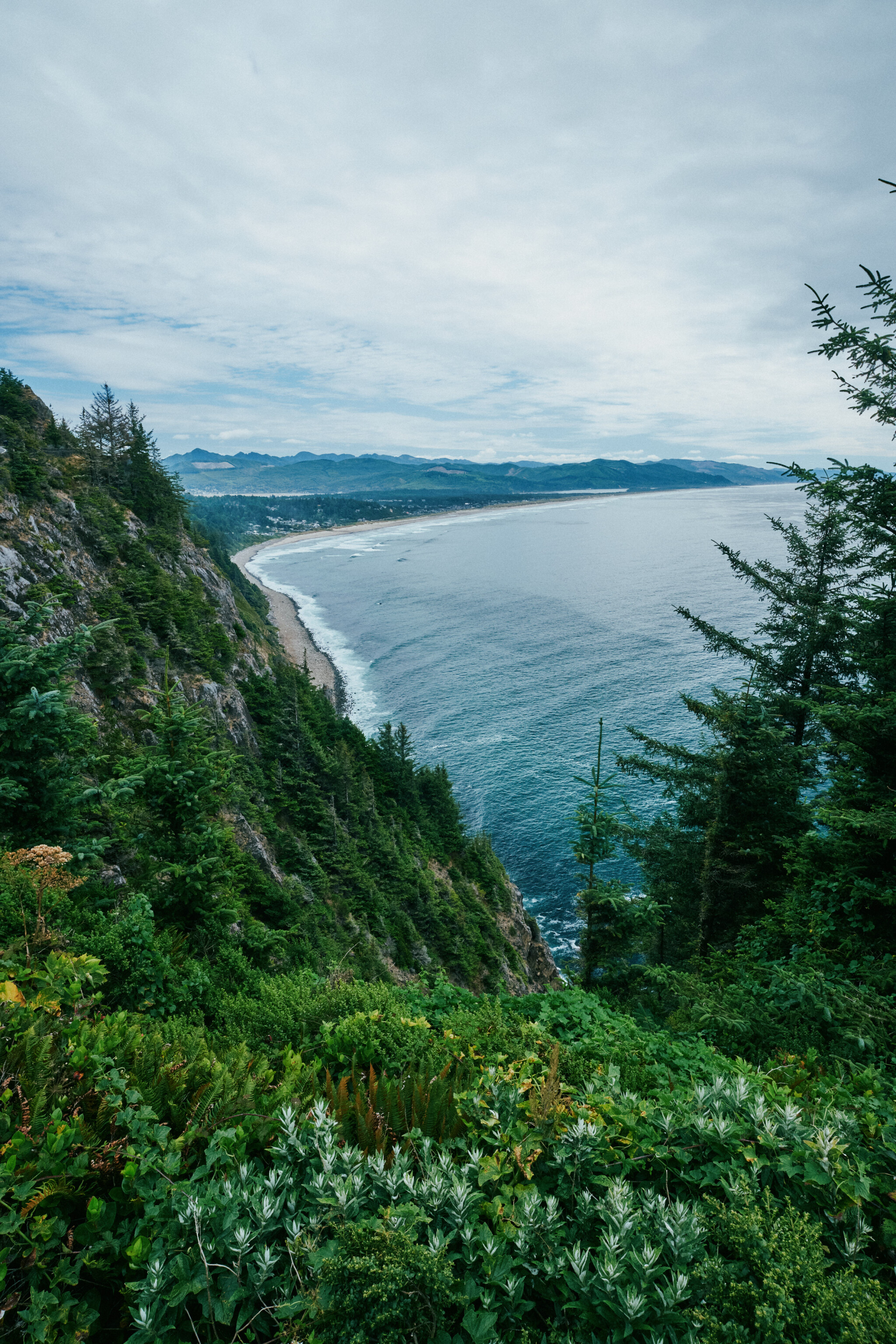 Manzanita.jpg