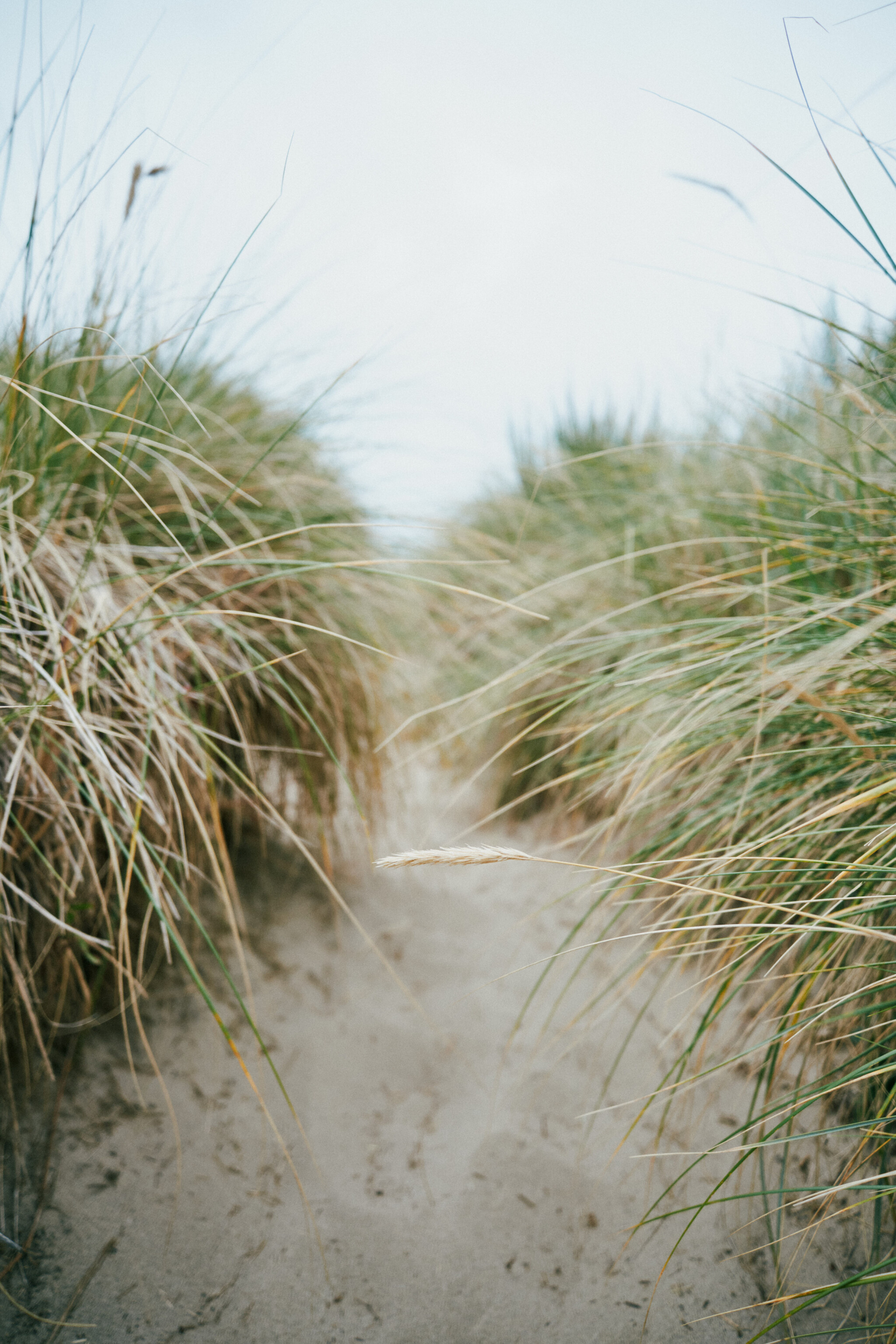 Path.jpg