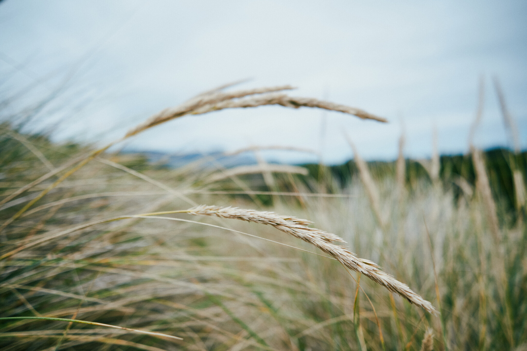 Seagrass.jpg
