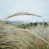 Seagrass