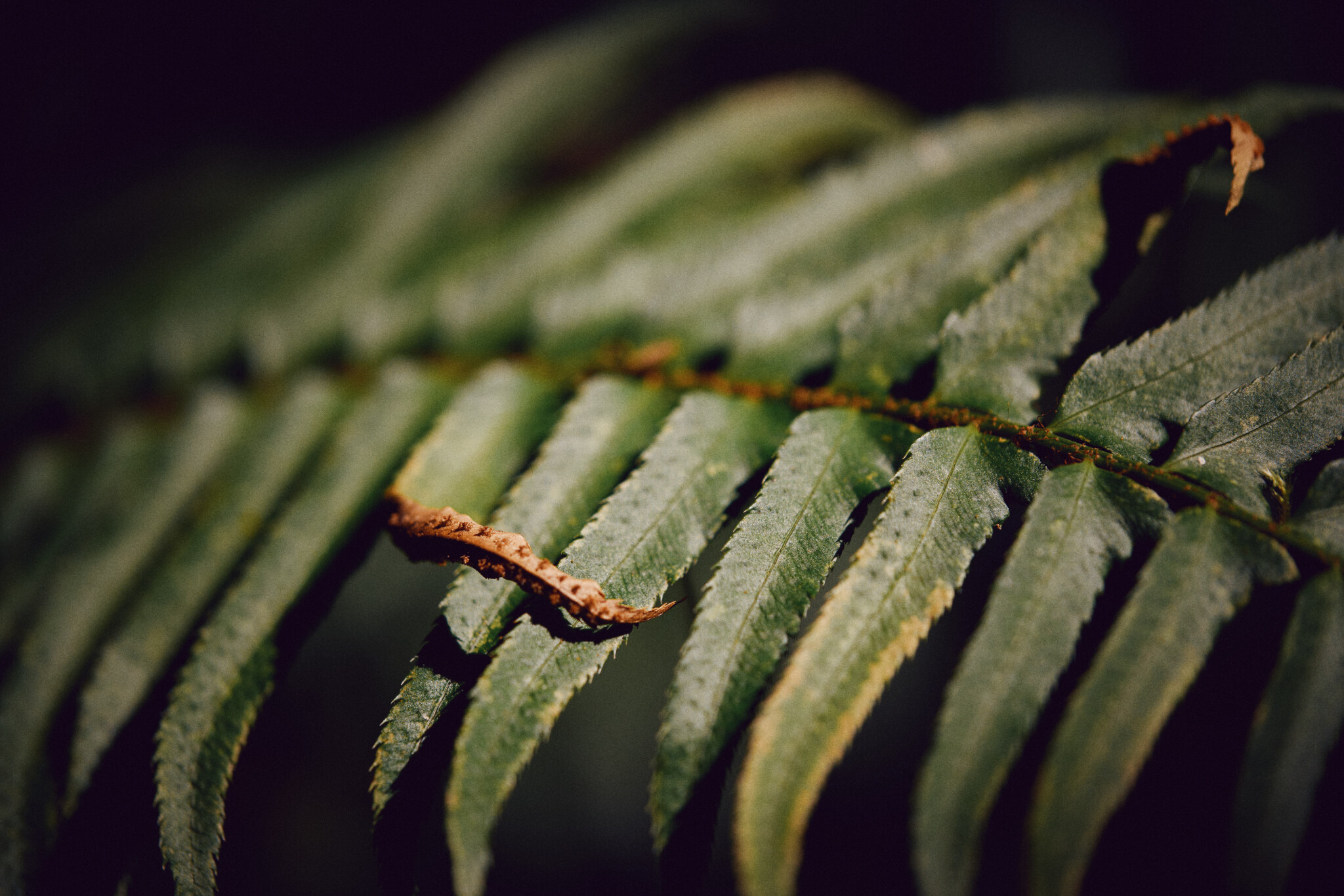Fern.jpg